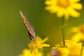 Petit papillon de feu sur une fleur sur Ton Ellenbroek