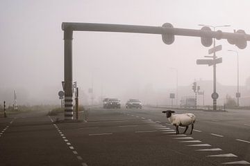 Intrigerend Beeld van een Zwart Schaap in Dichte Mist – Symbolische Herfstfoto van Elianne van Turennout