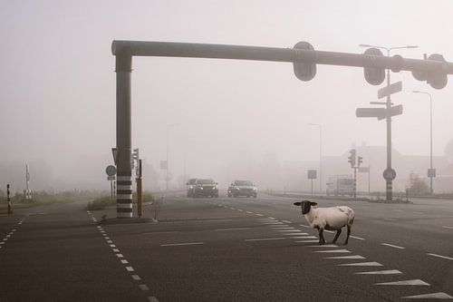 Intrigerend Beeld van een Zwart Schaap in Dichte Mist – Symbolische Herfstfoto