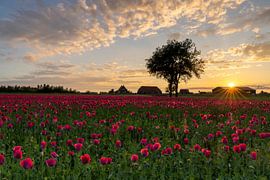 Pink glow by Jan Koppelaar Fotografie