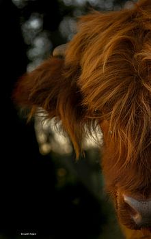 Tête de Highlander écossais