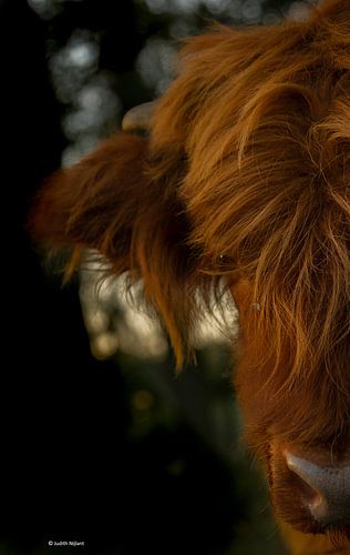 Hoofd Schotse Hooglander