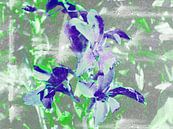 FlowerPower Fantasy 5-B van MoArt (Maurice Heuts) thumbnail