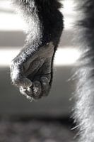  Affe Hand