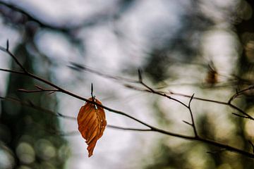 Herfstkleuren.05 (2x3) van Timo Bergenhenegouwen