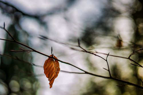 Herbstliche Farben.05 (2x3)