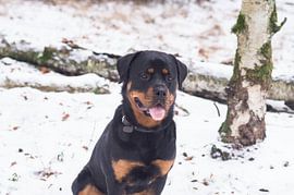 Hond in Sneeuw by Colette Molin