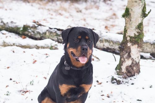 Hond in Sneeuw