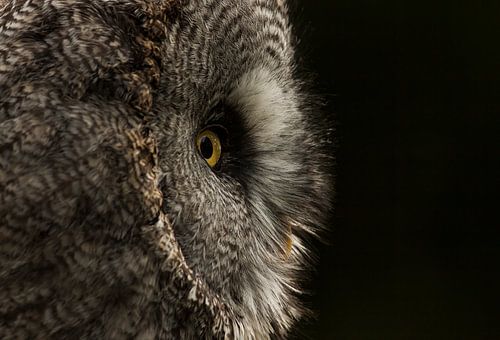 Hibou de Laponie