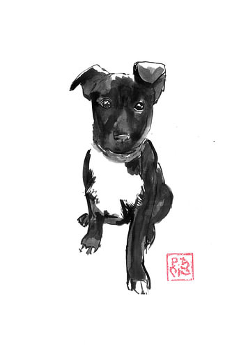 black doggie