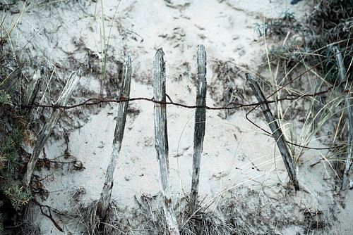 Hekje in de duinen.