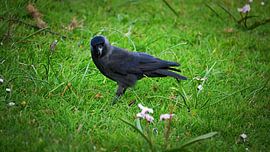Schwarze Dohle im grünen Gras von Bambi Lu