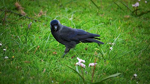 A black jackdaw in the green grass