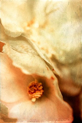 avalon von fantasina