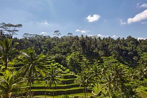 Landschap van jonge bewaterde rijstvelden met wat kokospalm en een kleine hut op het eiland Bali