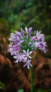 Fleurs colorées de Madère