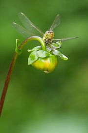 Heidelibel rouge brique sur fleur sur Jeroen Stel