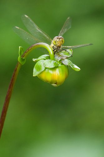 Steenrode Heidelibel op bloem