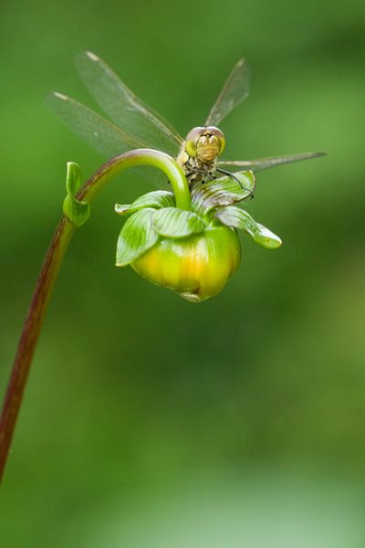 Brick red Heidelibel on flower by Jeroen Stel