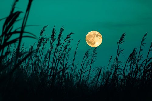 Volle maan boven gras