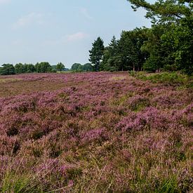 Wijde panorama van bloeiende heide op de Eese van Frank Hoekzema