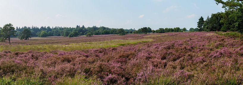Wijde panorama van bloeiende heide op de Eese par Frank Hoekzema