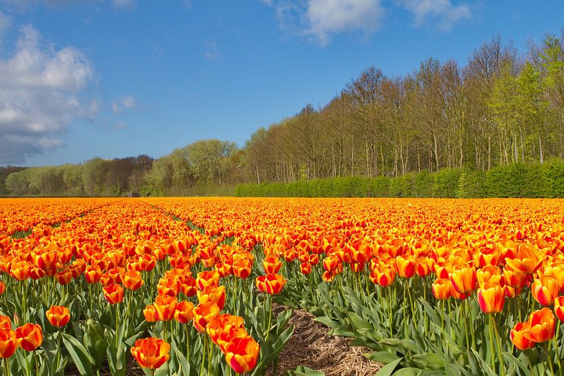 Tulpen in den Noordwijker Dünen in der Zwiebelregion von Marcel Verheggen