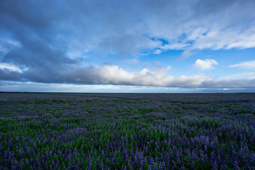Islande - Champs infinis de fleurs de lupin violet le soir par adventure-photos