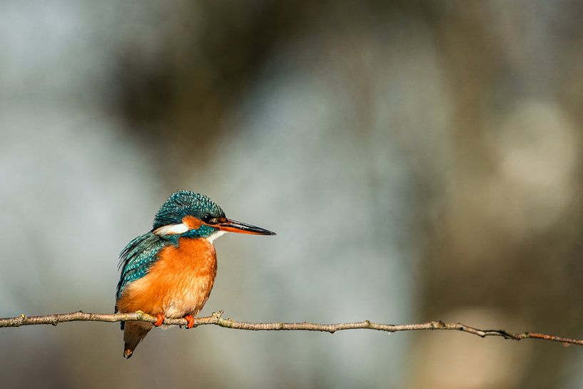 Eisvogel auf einem zweig in der wintersonne von Dave Adriaanse - Photography