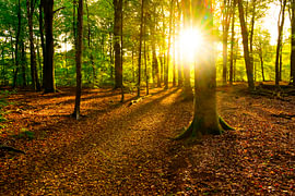 Early autumn sunlight in a Beech tree forest by Sjoerd van der Wal Photography