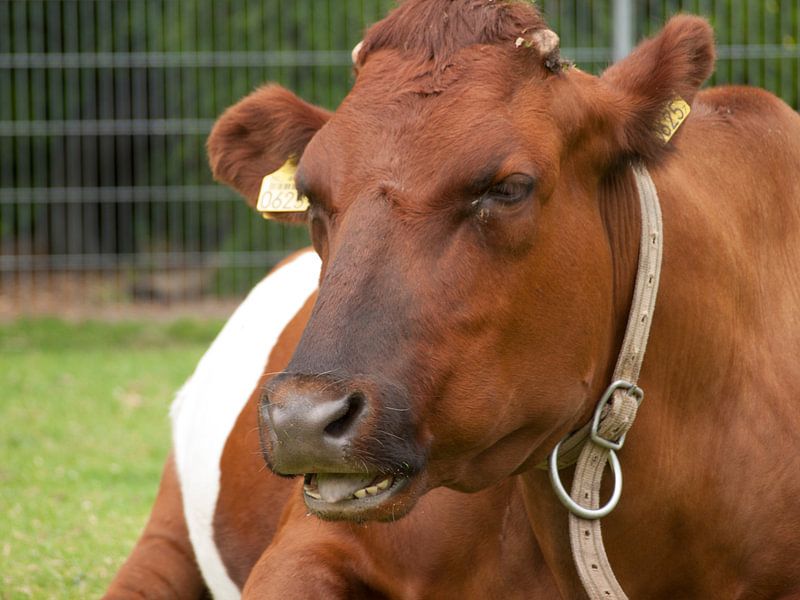 Enigszins verstoorde koe by Rinke Velds