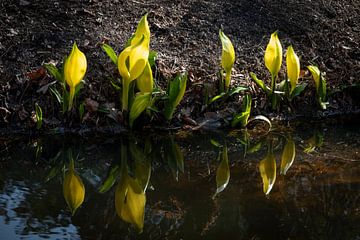 Jonge gele Lysichiton americanus-planten, stinkende koo van Frans Rombout