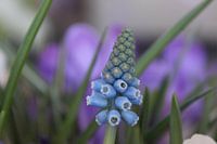 Blue grape.