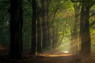 The Approach II by Jeroen Lagerwerf thumbnail