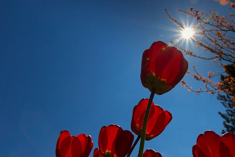 T u l p e n im Gegenlicht  van Andreas Stach