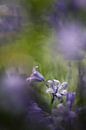 The Bluebell by Bob Daalder thumbnail