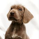 Puppy Look van Mogi Hondenfotografie thumbnail