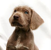 Puppy Look
