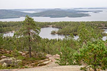 Uitzicht aan de Hoge Kust van Zweden van Lynn Haverhals