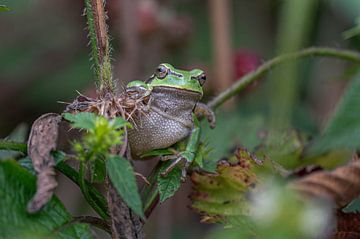 Tree frog by Van Karin Fotografie