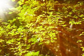 Forêt
