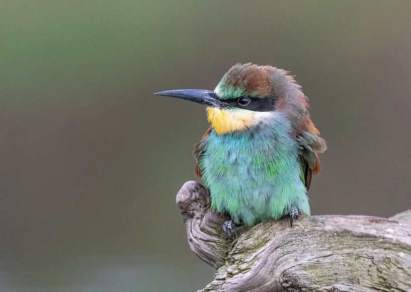 The bee-eater by Lies Bakker