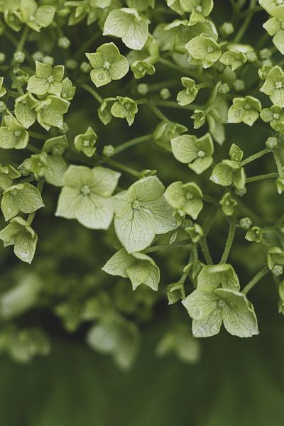 Soft Green Hortensia Flowers by Imladris Images
