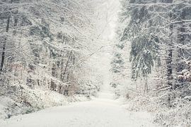 Hiking trail in the snowy forest