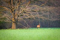 Ree unter großem Baum