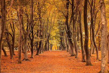 Path through an autumn beech tree forest in the Veluwezoom