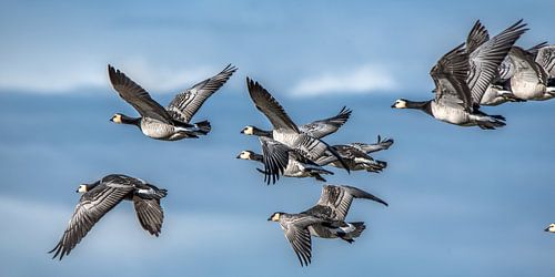 A flight of barnacle geese and a slightly cloudy sky