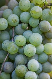 Grapes ripe for harvest by Clazien Boot