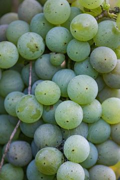 Grapes ripe for harvest