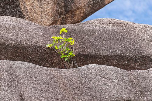 De tere plant van Peter Baier